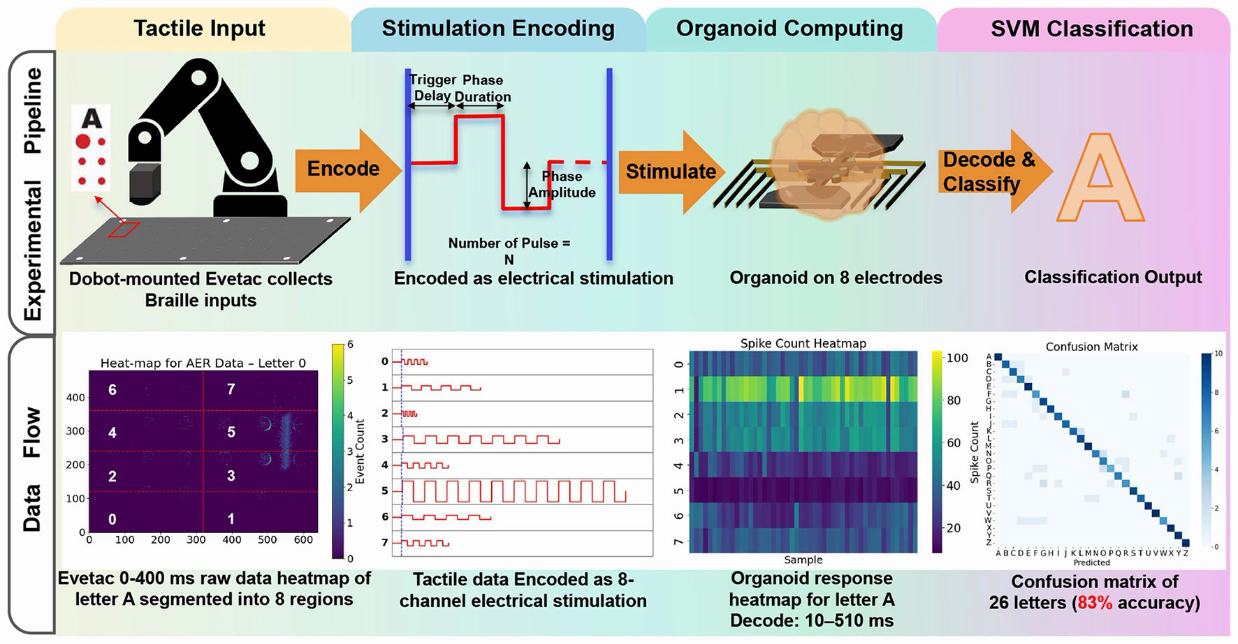 Figure from the paper showing the pipeline from tactile input to organoid computing and a 26-letter confusion matrix