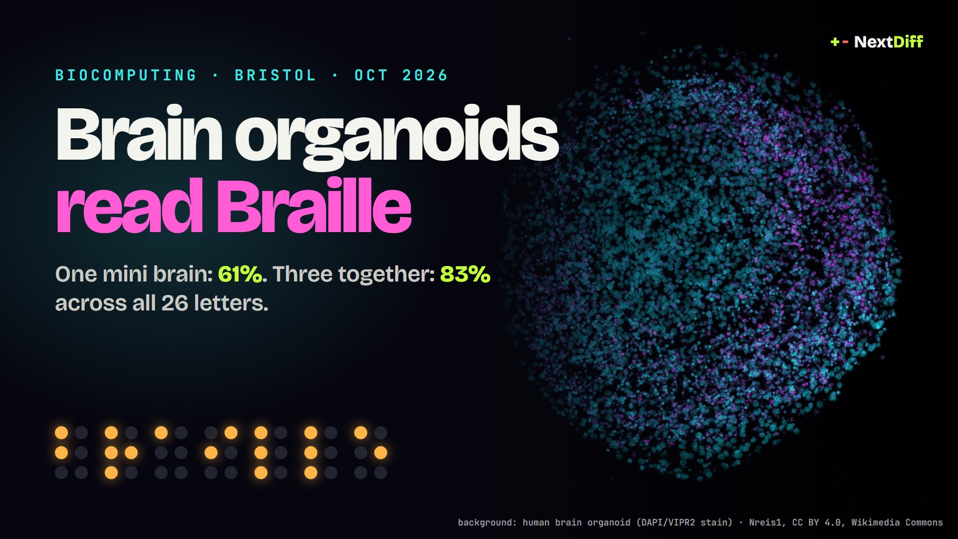 Brain organoids read Braille: three lab-grown mini brains hit 83% accuracy